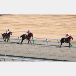 昇級初戦の前走も後続に5馬身差をつけて楽勝