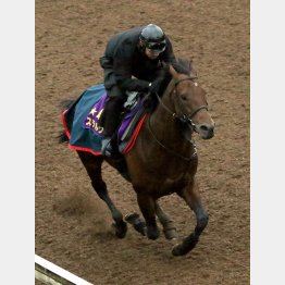 ステルヴィオは併せに4馬身先着