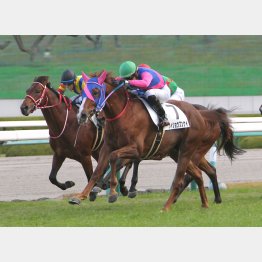 新馬勝ちの素質馬だ
