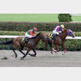 昨秋にグリーンチャンエルC勝ち