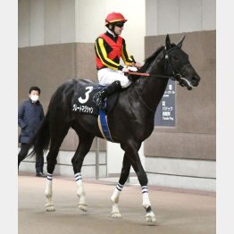 セントポーリア賞勝ちのグレートマジシャンはまさにそう