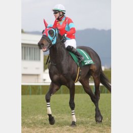 7番人気コルテジアが勝った昨年は8頭立てでも荒れた