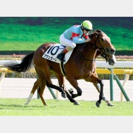 新馬快勝のアヴェラーレ