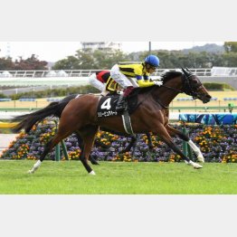 今回は2勝クラス勝ちの東京に替わる