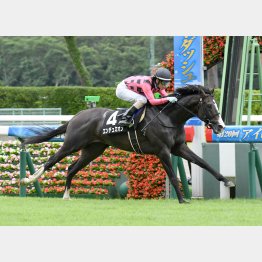 左回りの新潟で1勝クラスを勝ち上がり