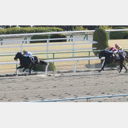 昨年2月の舞鶴Sまで3連勝