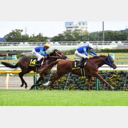 オクトーバーSは0秒1差の②着(左)