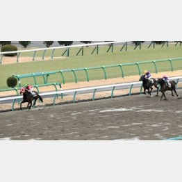 前走は昇級初戦でも②着と健闘