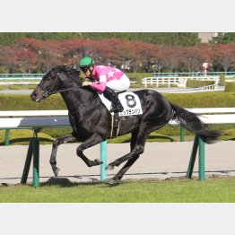 未勝利勝ちが好レート
