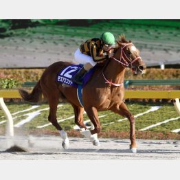昨年は根岸S馬モズアスコットが本番も連勝