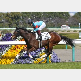 阪神7Fの1勝クラスを楽勝