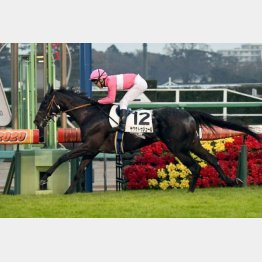 前走は5馬身差の圧勝