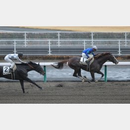前走は完勝