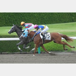 この舞台で未勝利勝ちのスエーニョブランコ
