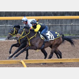 テンバガーは併せに首先着