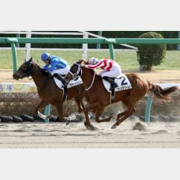 デビュー戦で②着