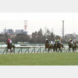 京成杯は不利を受けながらも外から脚を伸ばして③着
