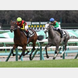 ひいらぎ賞を完勝