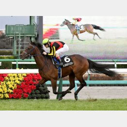 前走ひいらぎ賞はノーステッキの楽勝