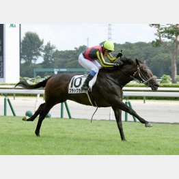 新潟で新馬勝ち