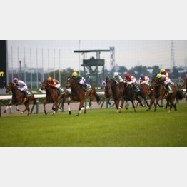 ファンタジーSでは切れ味鋭く②着