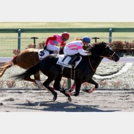 前走は勝ち馬と首差の②着
