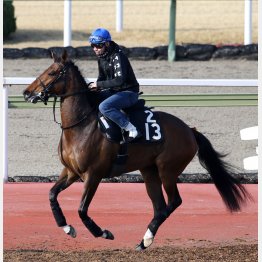 走るヴィクトワールピサ産駒だ