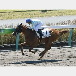 この舞台で初勝利を挙げたコーラルティアラ