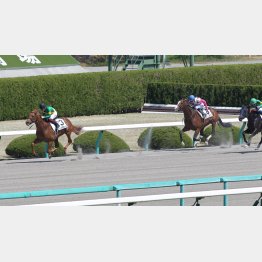 阪神では圧勝もあるオーロラテソーロ