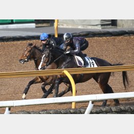 最終追いはCウッドで併せ馬(内)