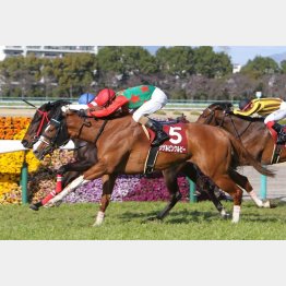 フィリーズRを勝ったシゲルピンクルビーの父はモーリス
