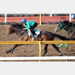 アリストテレスは3頭併せで最先着