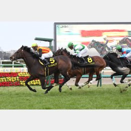 中山のジュニアC勝ち