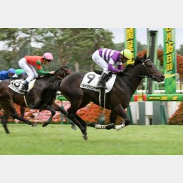 新潟マイルでデビュー勝ち
