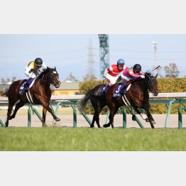 19年は17番人気ショウナンアンセムが③着