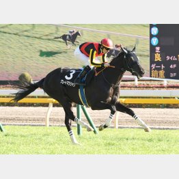 セントポーリア賞を制して2戦2勝