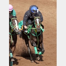 追い切りをつけた横山武の感触も上々