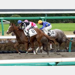 前走は1馬身差②着
