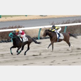 アルーフクライは崩れ知らずの堅実派(右)