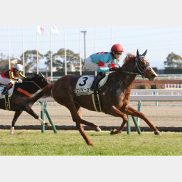前走は快勝