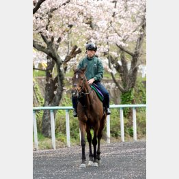 グランアレグリアは“花見”でリラックス