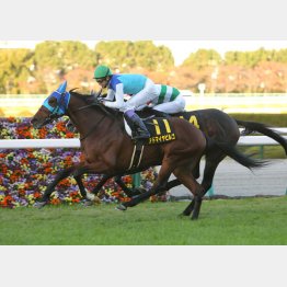 阪神コースは2戦2勝