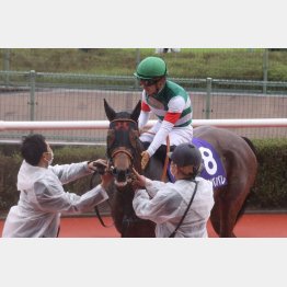 レイパパレは母の父がクロフネ