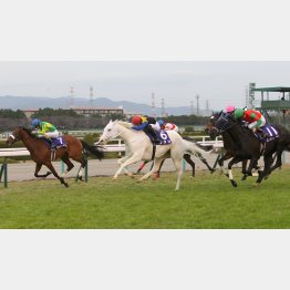 阪神JFで初黒星