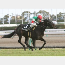 白梅賞を快勝