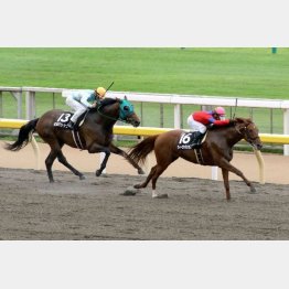 3走前の八王子特別を押し切り