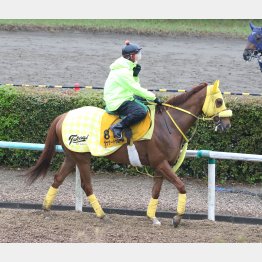 3年連続の出走
