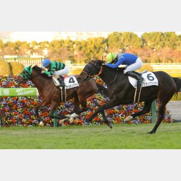 2走前の阪神では惜しい②着
