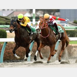カペラSで善戦(左)