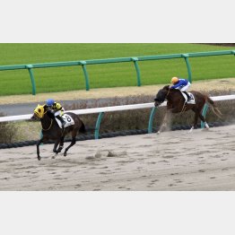 前走は②着に7馬身差